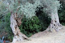 Visit to Theofilos Museum (AITAE 2018 Conference)